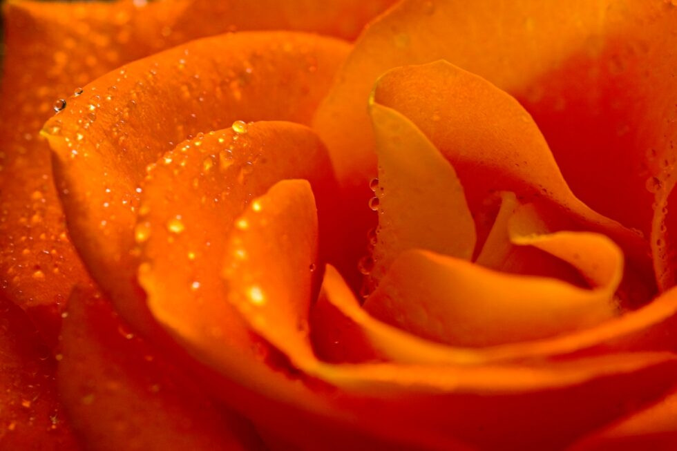 Rose orange Tautropfen