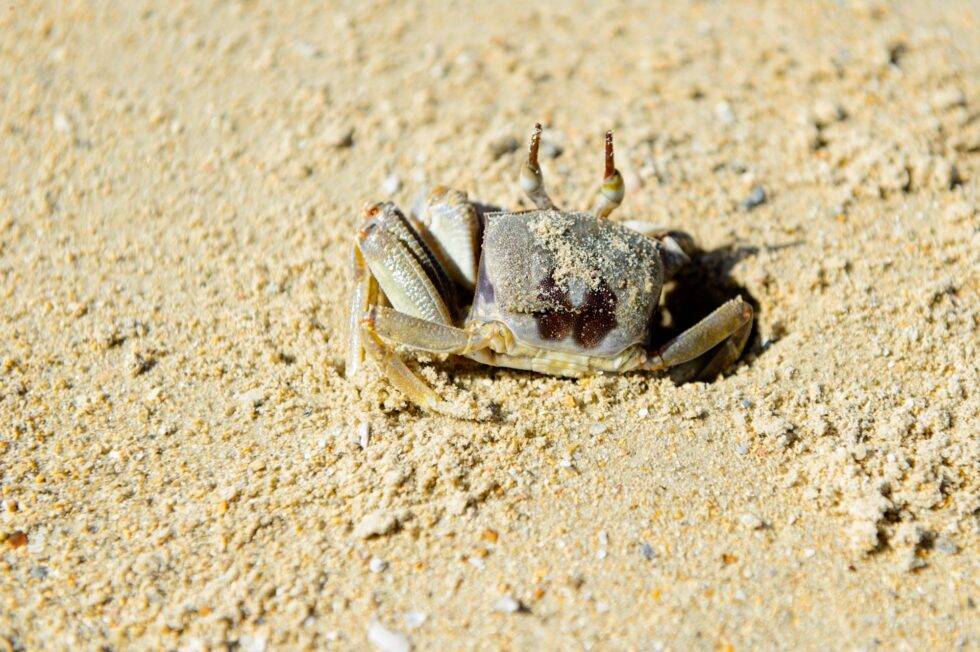 Thailand Koh Nok Strand Krebs
