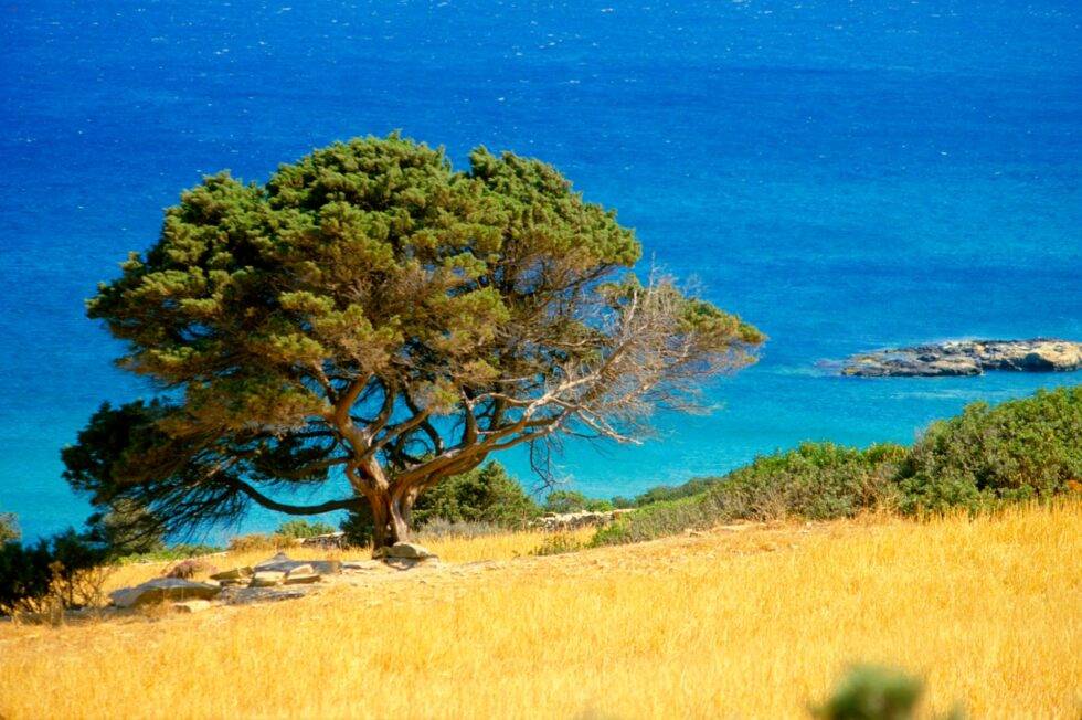Griechenland Kykladen Paros Baum Meer
