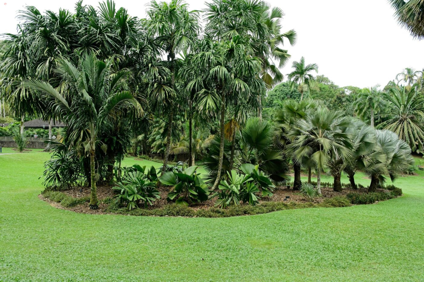 Botanischer Garten Baumgruppe