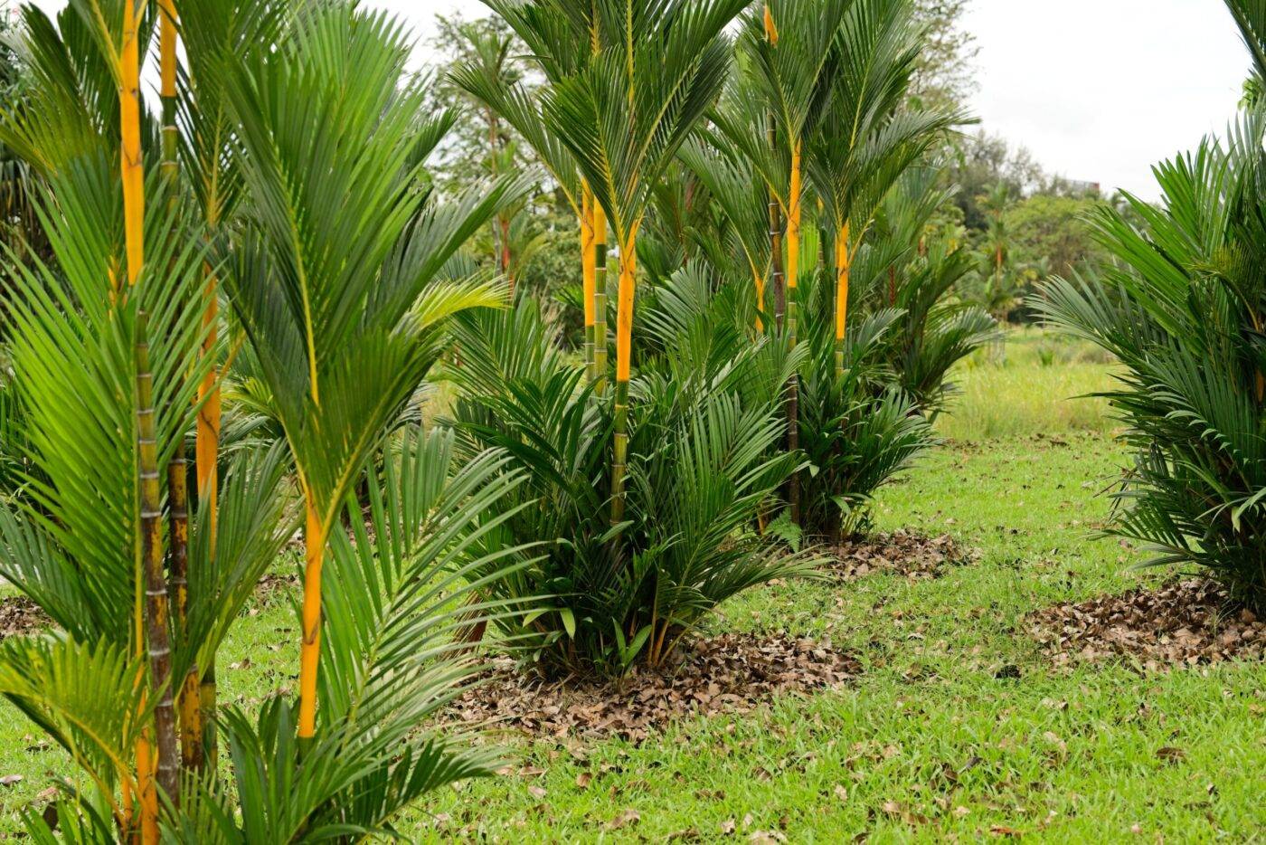 Singapur Jurong-Lake-Gardens Lakeside Pflanzen Palmen
