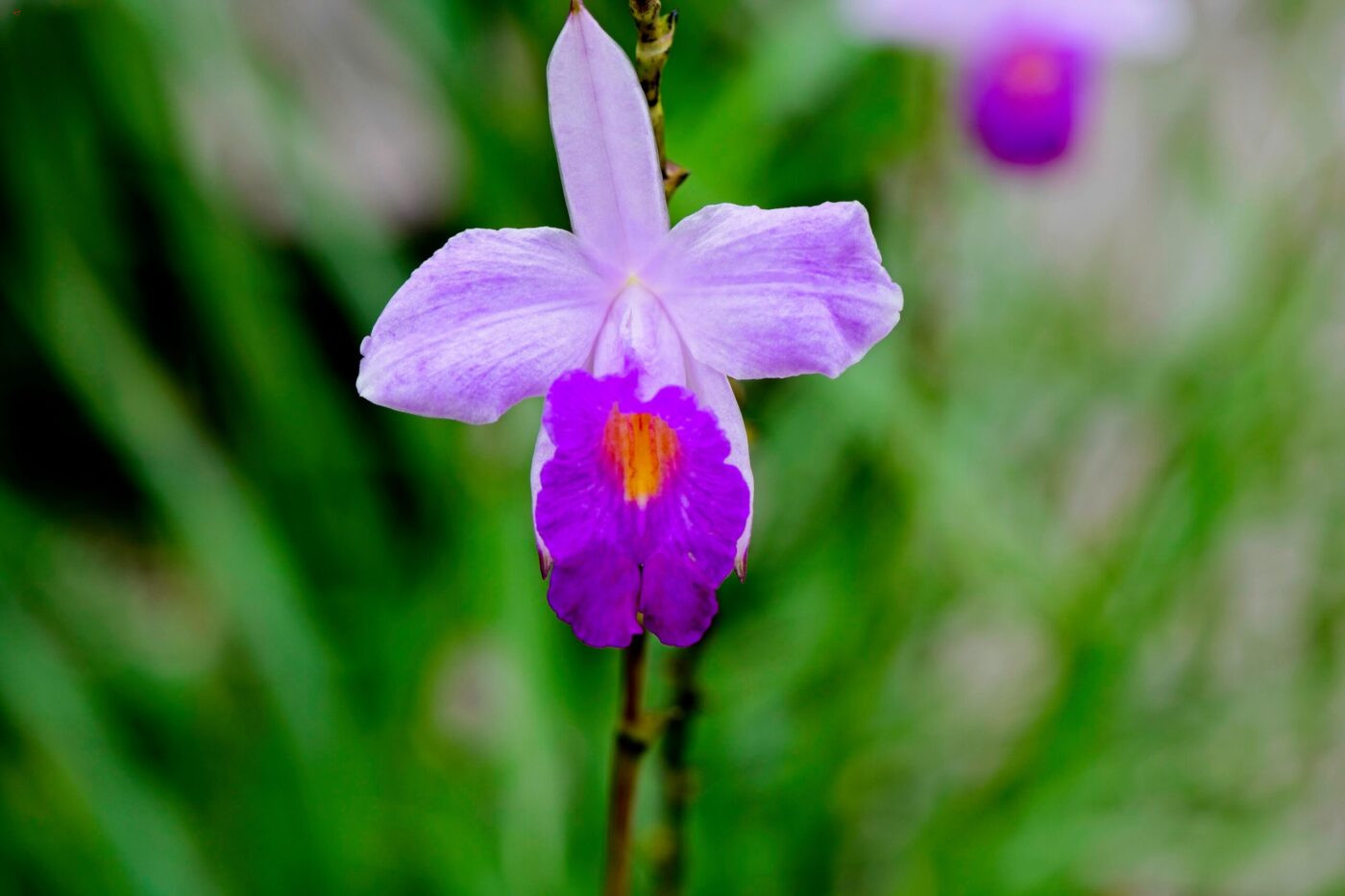 Singapur Nationaler Orchideen Garten Pflanzen VIP-Orchidee