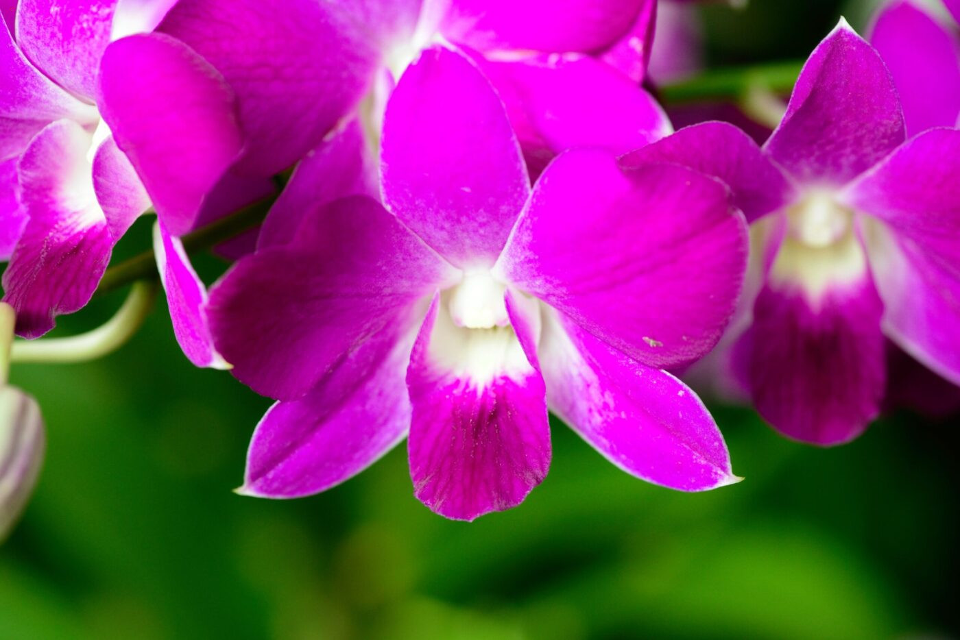 Singapur Garten Orchideen VIP Matti