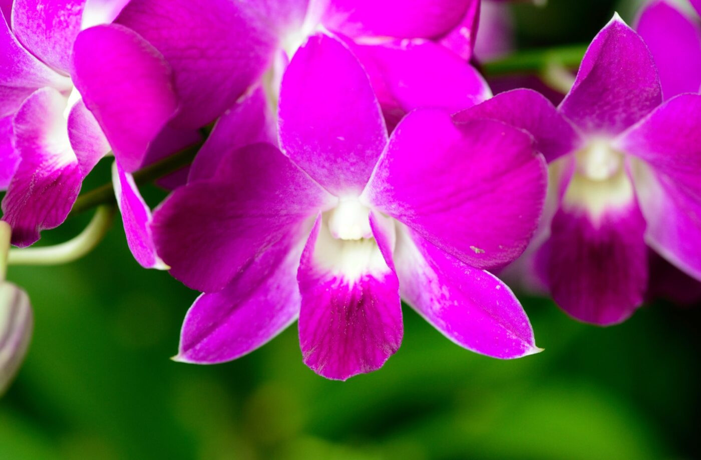 Singapur Garten Orchideen VIP Matti