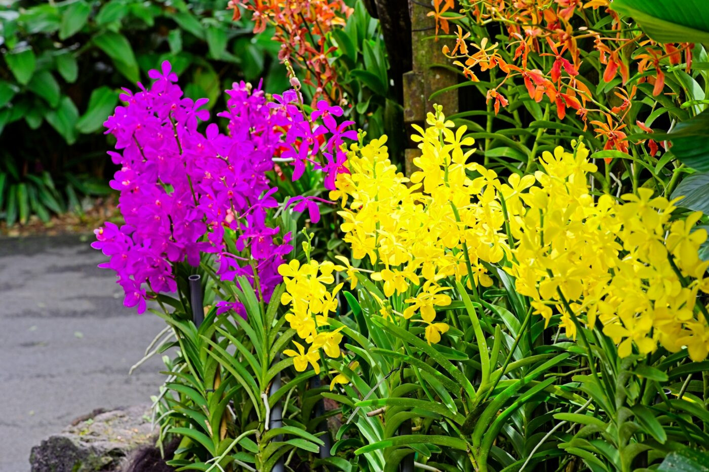 Singapur Nationaler Orchideen Garten Pflanzen Orchideen