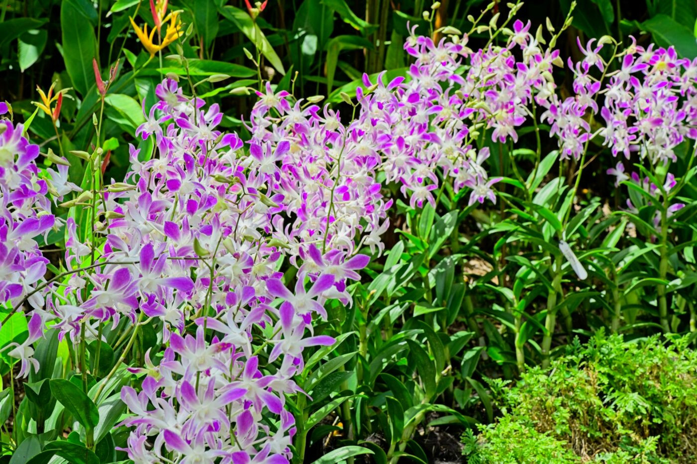 Singapur Nationaler Orchideen Garten Pflanzen Orchideen