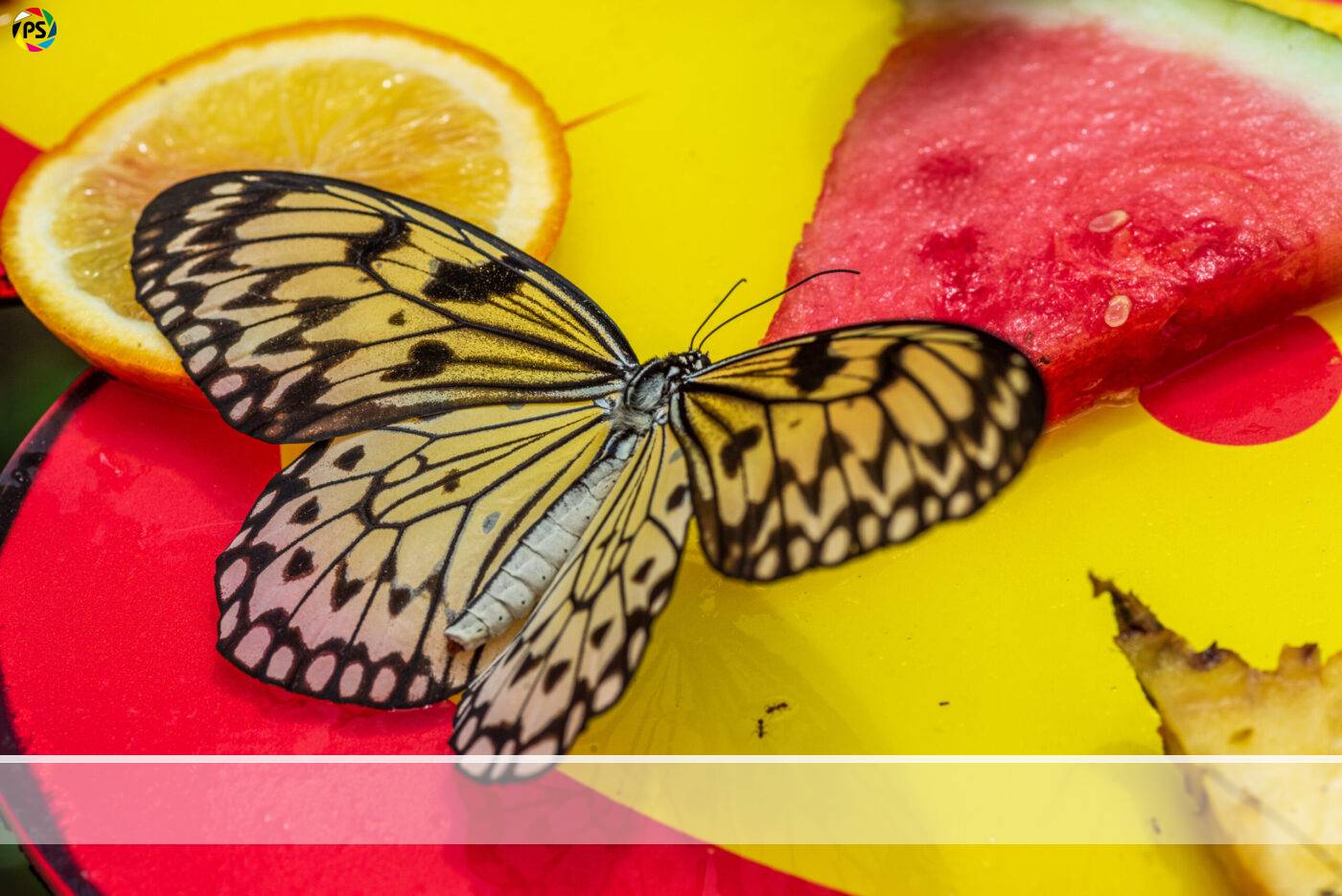 Singapur Sentosa Insekten Schmetterlinge