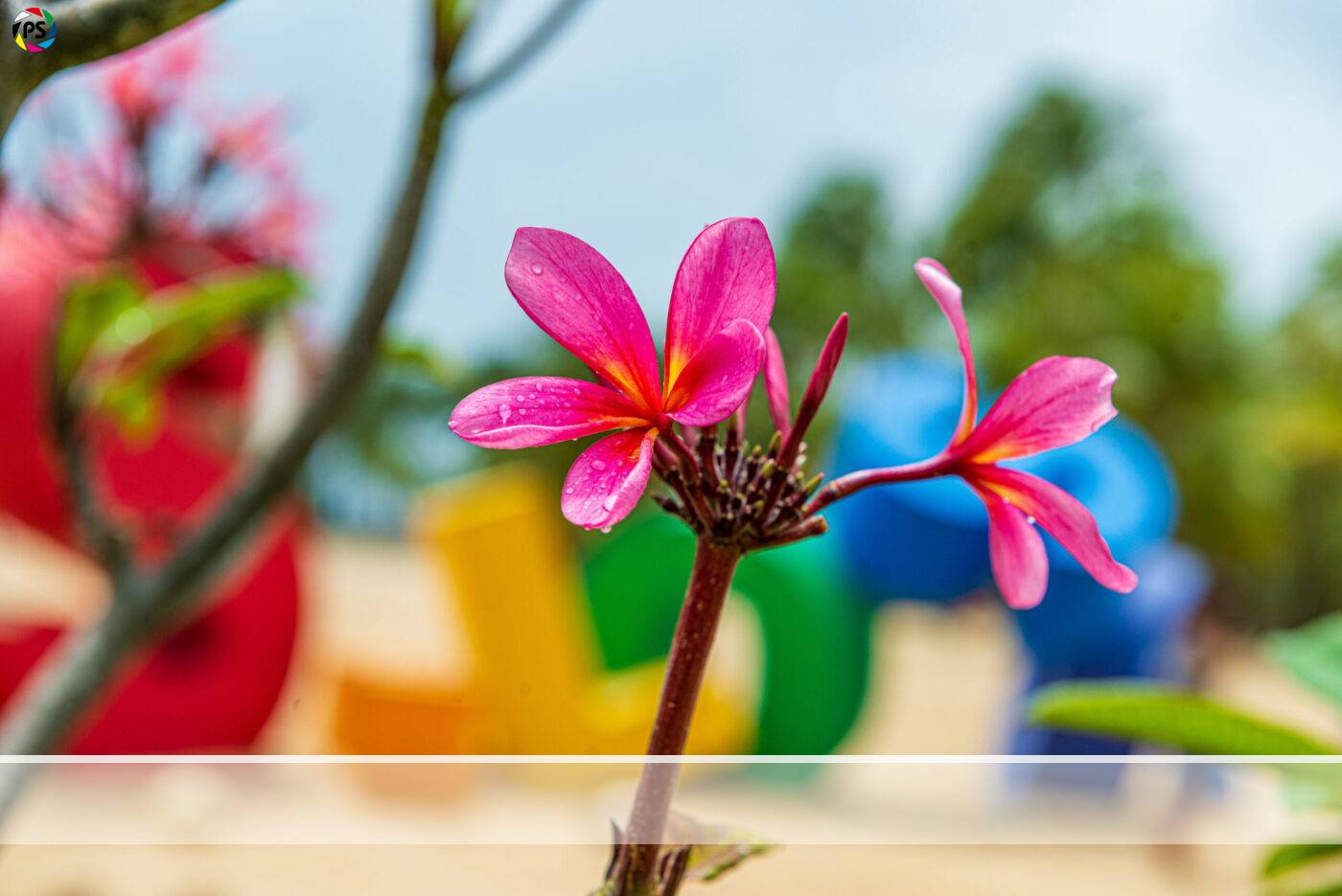 Singapur Sentosa Blumen Wachsbluemchen
