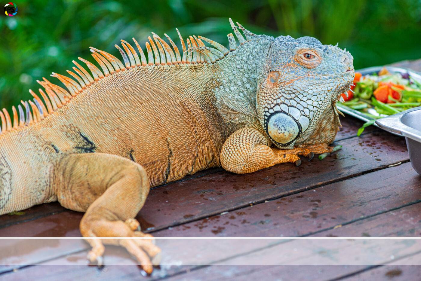 Singapur Sentosa Tiere Leguan