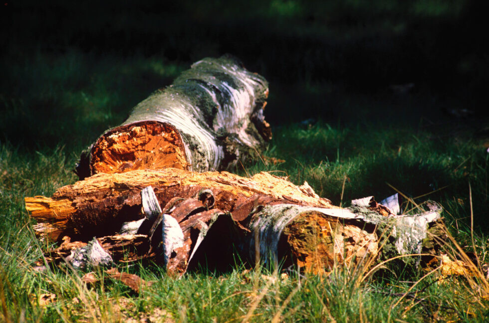 Sheffielt Peak-District Birke