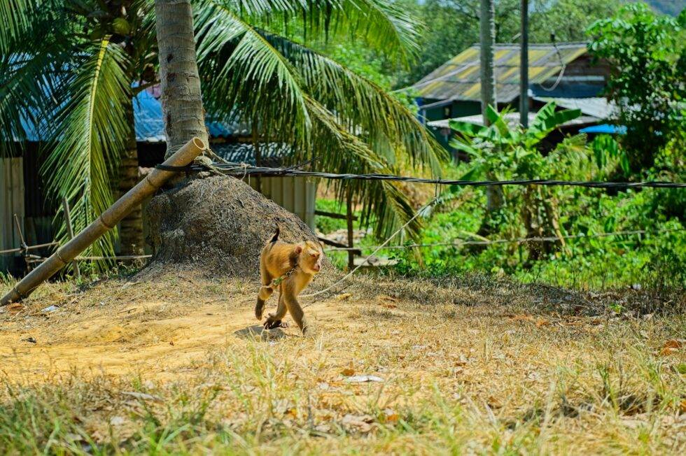 Thailand Ko Yao Noi Insel Tour Affenschule Kokosnuss ernten