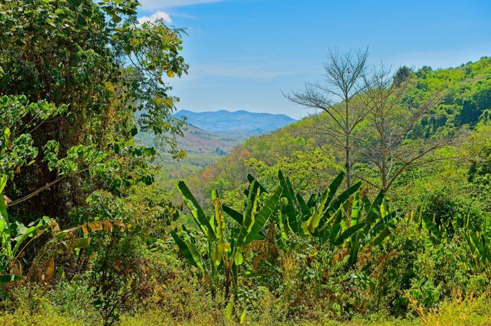 Thailand Ko Yao Noi Insel Tour Dschungel