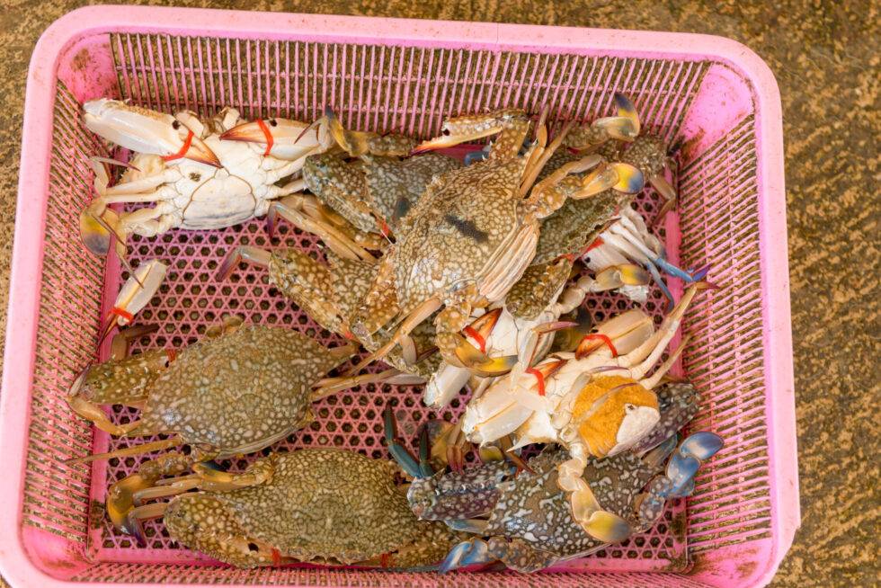 Thailand Ko Yao Noi Insel Tour Fischerdorf Fang