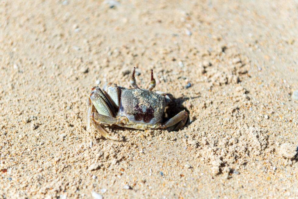 Thailand Koh Yao Noi Insel Tour Ko Nok Strand Krebs