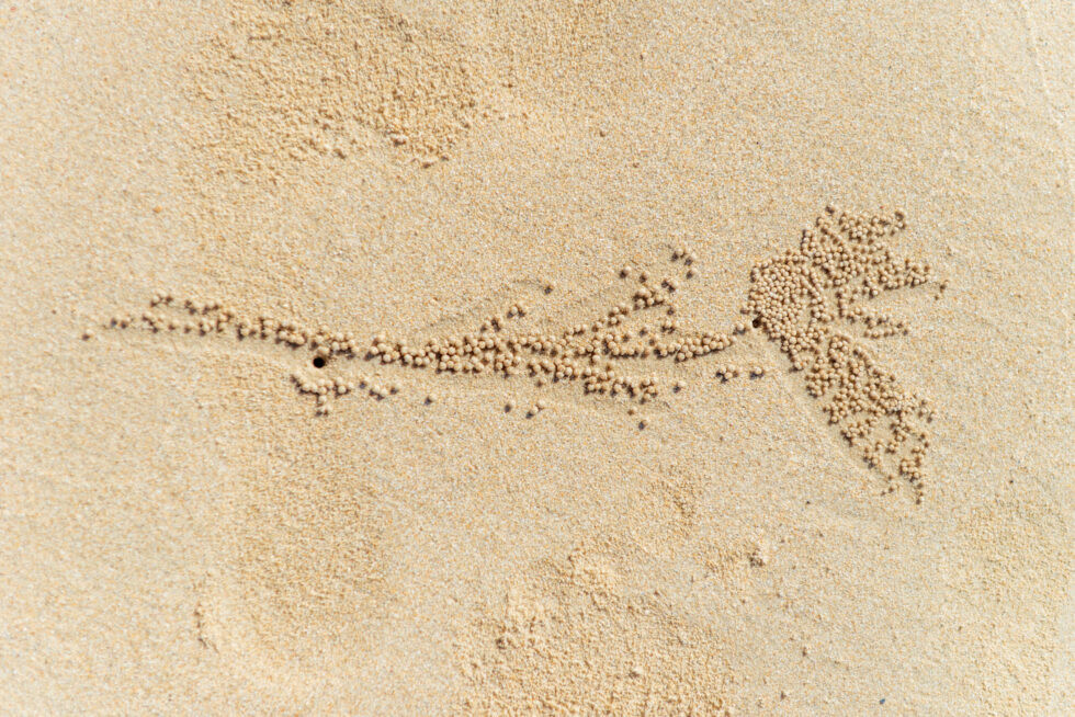 Thailand Koh Yao Noi Insel Tour Ko Nok Strand Krebs