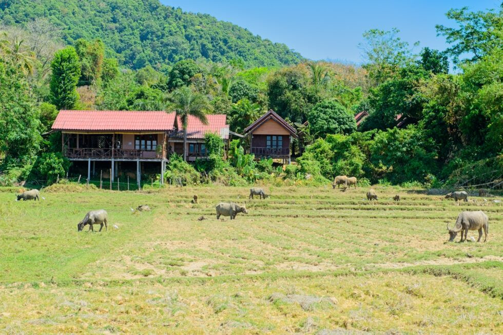 Thailand Ko Yao Noi Insel Tour Wasserbüffel