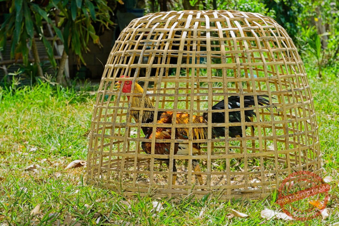 Thailand Phang Nga Bay Krabi Dschungelrestaurant Hahn