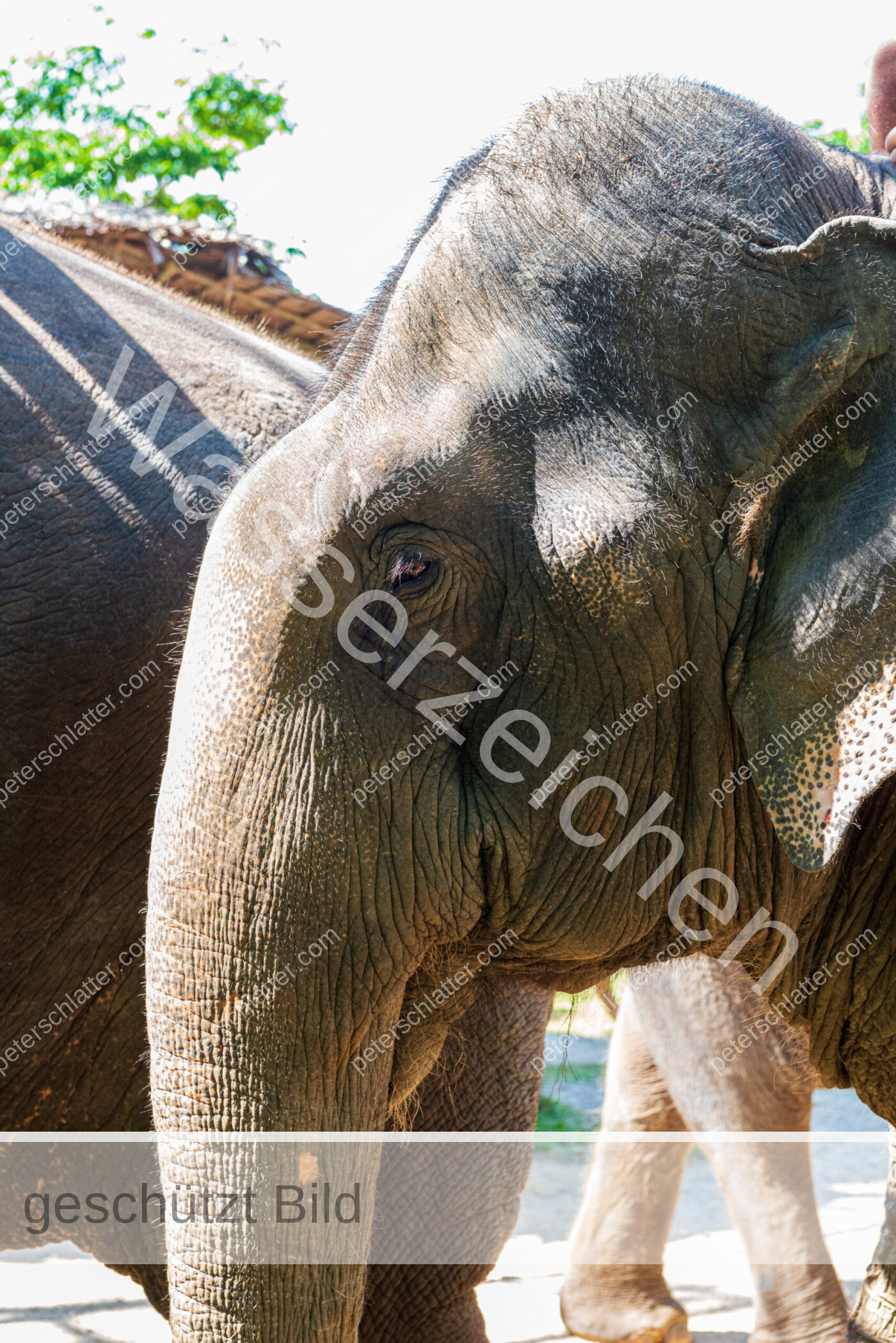 Thailand Phang Nga Bay Krabi Elefantencamp