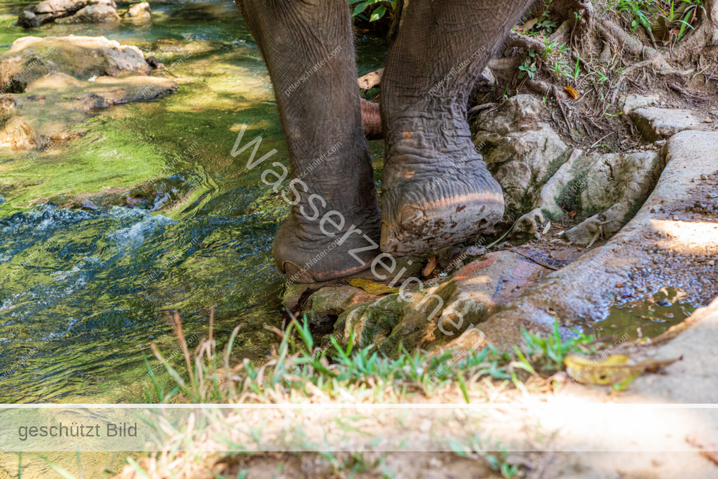 Thailand Phang Nga Bay Krabi Elefantencamp