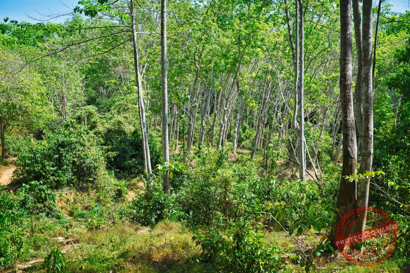 Thailand Phang Nga Bay Krabi Elefantencamp