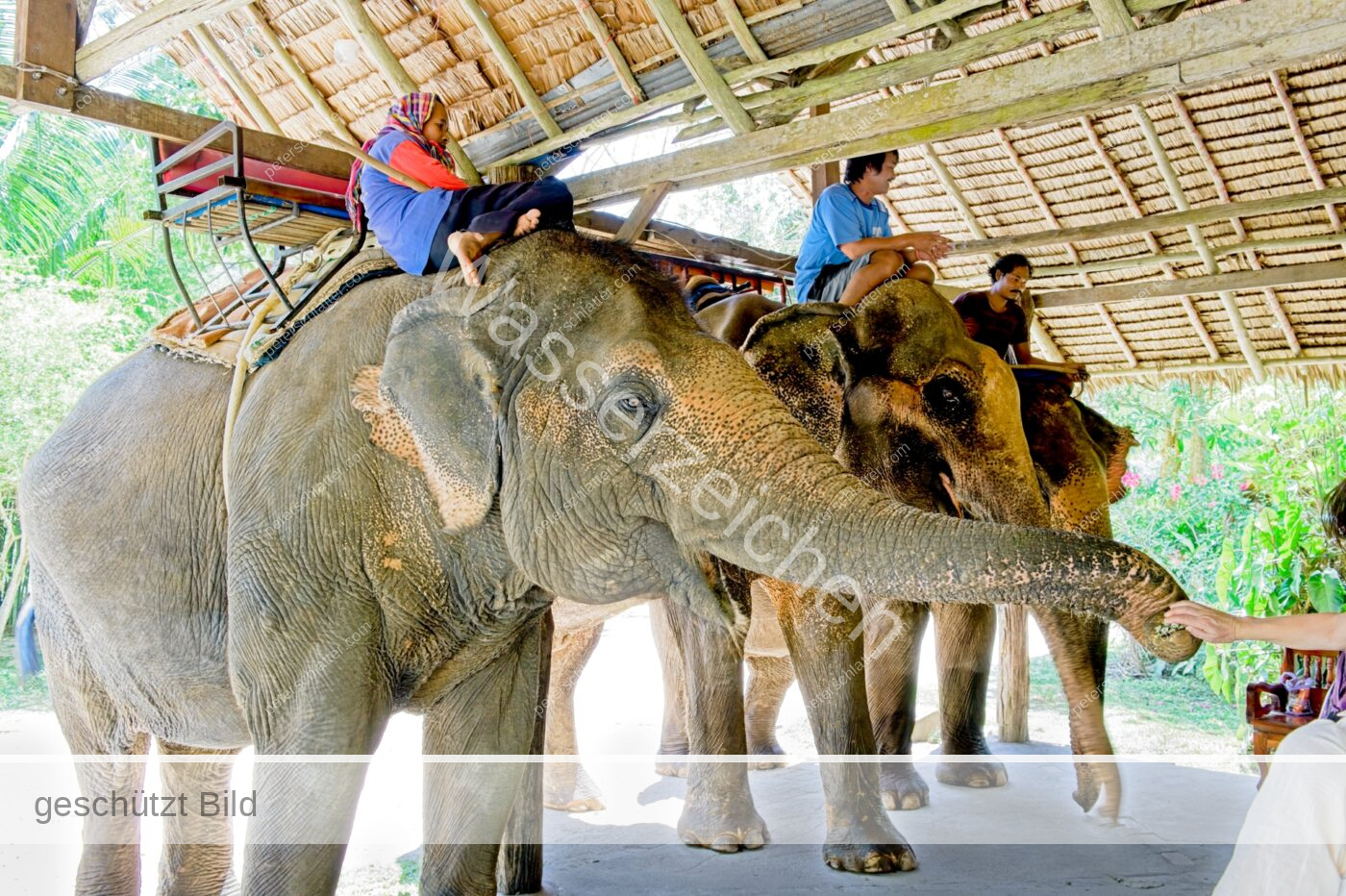 Thailand Phang Nga Bay Krabi Elefantencamp