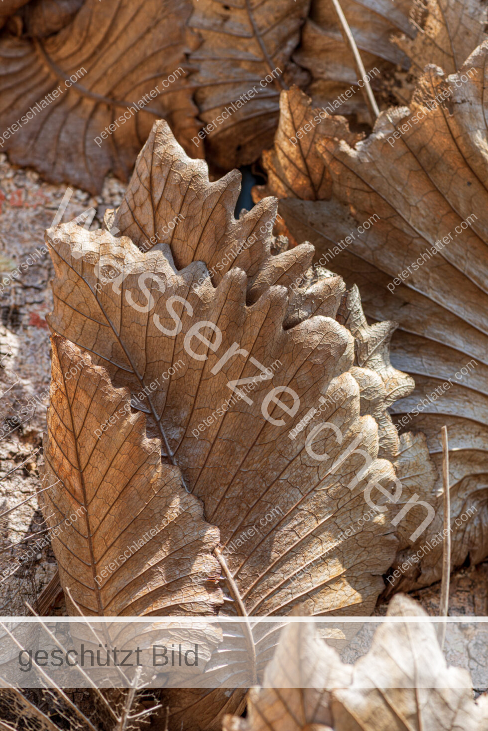 Thailand Ko Yao Noi Hotel Paradise Baum