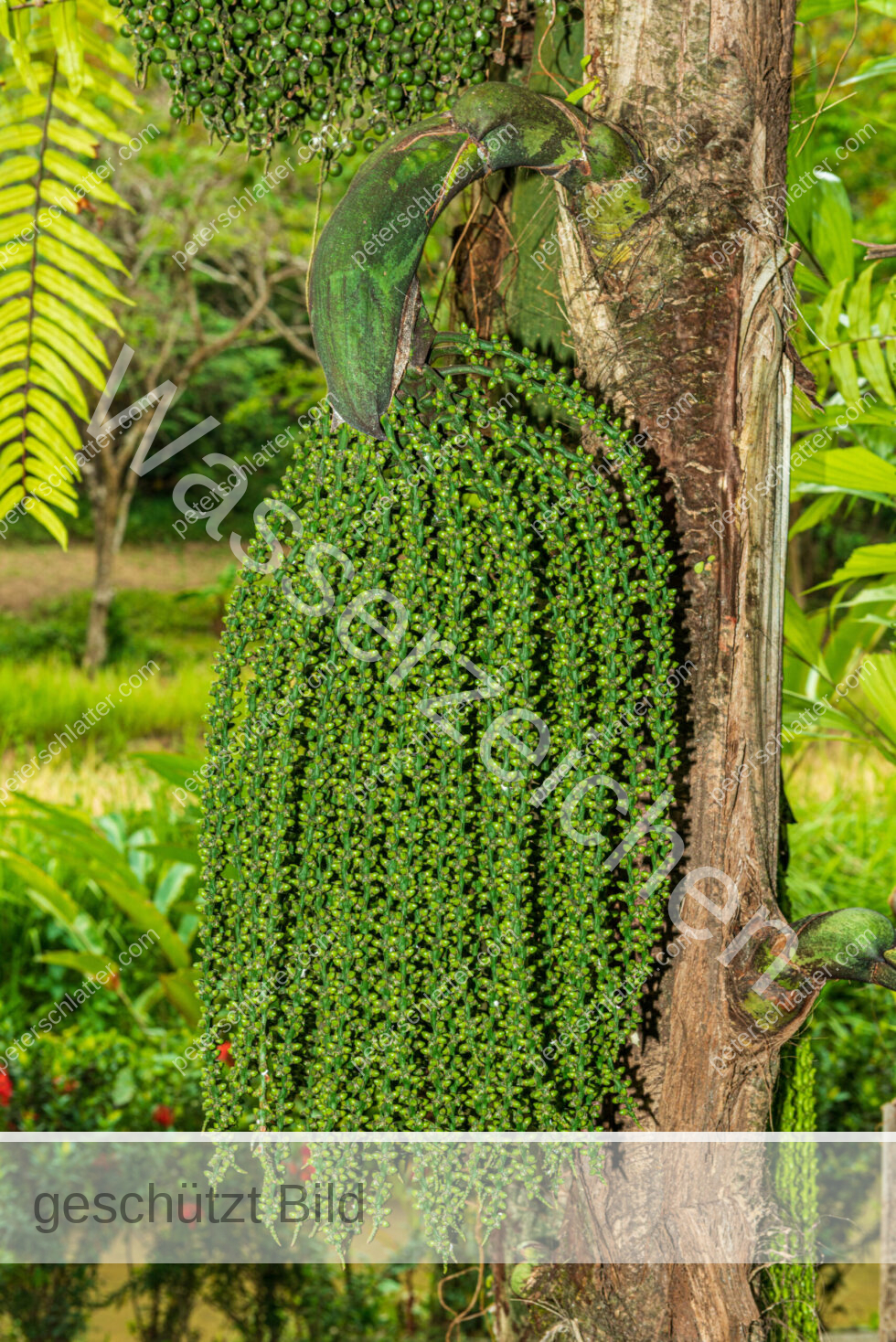 Thailand Ko Yao Noi Hotel Paradise Baum Frucht