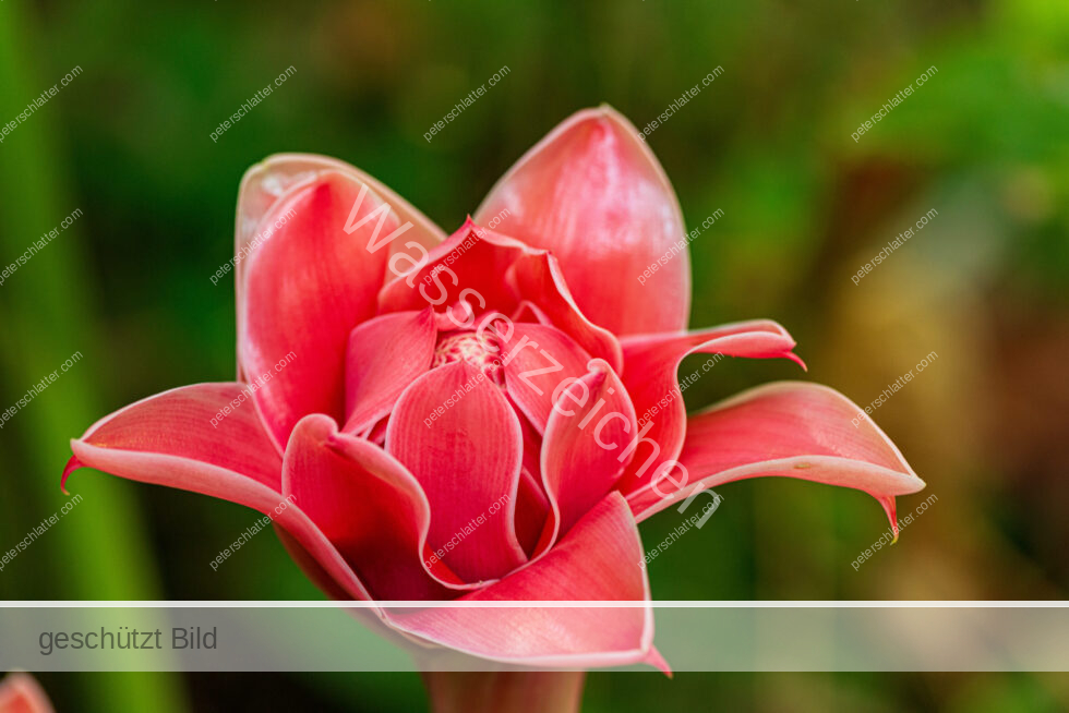 Thailand Ko Yao Noi Hotel Paradise Ananas Blüte