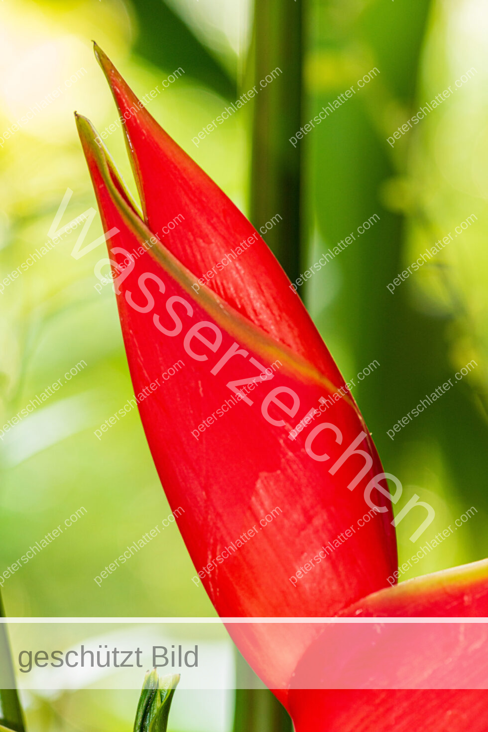 Thailand Ko Yao Noi Hotel Paradise Blume Helikonien