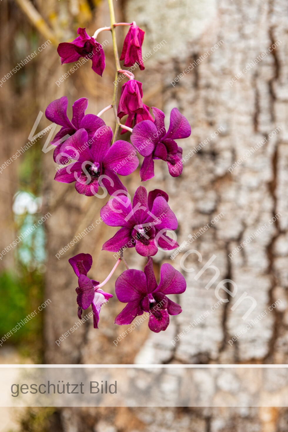 Thailand Ko Yao Noi Hotel Paradise Orchideen