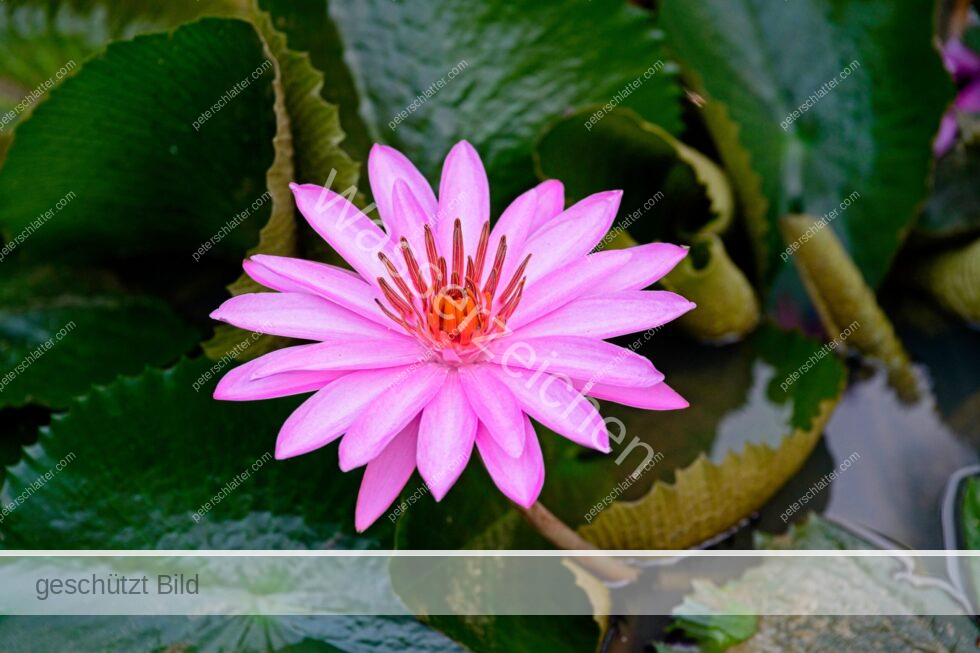 Thailand Ko Yao Noi Hotel Paradise Seerose