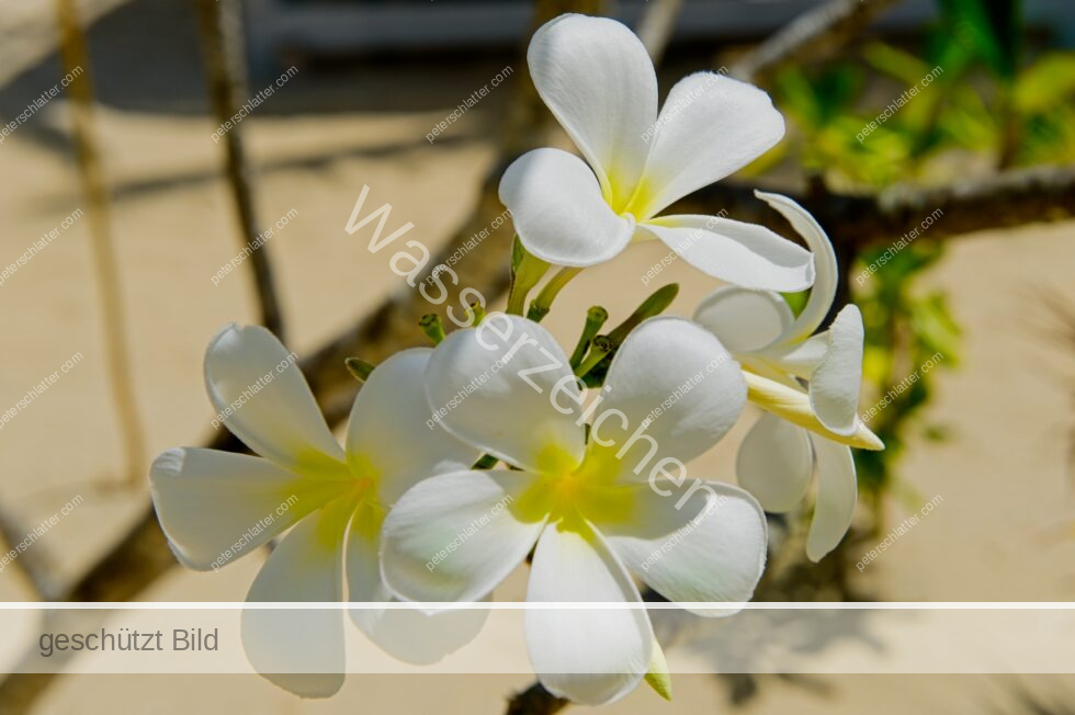 Thailand Ko Yao Noi Hotel Paradise Wachsblumen