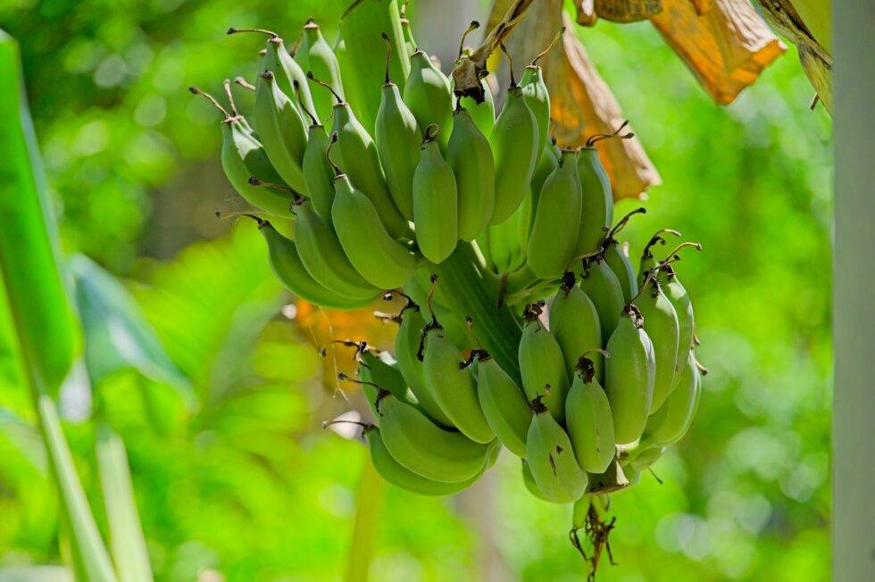 Thailand Ko Yao Noi Hotel Paradise Bananen