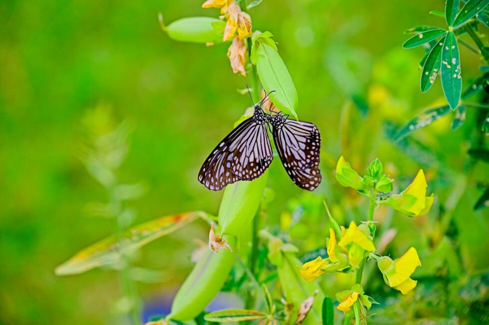 Thailand Ko Yao Noi Hotel TreeHouse Villas Schmetterlinge