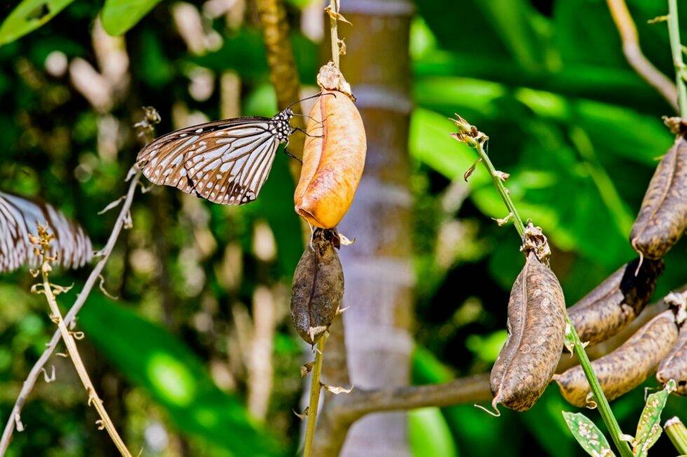 Thailand Ko Yao Noi Hotel TreeHouse Villas Schmetterlinge