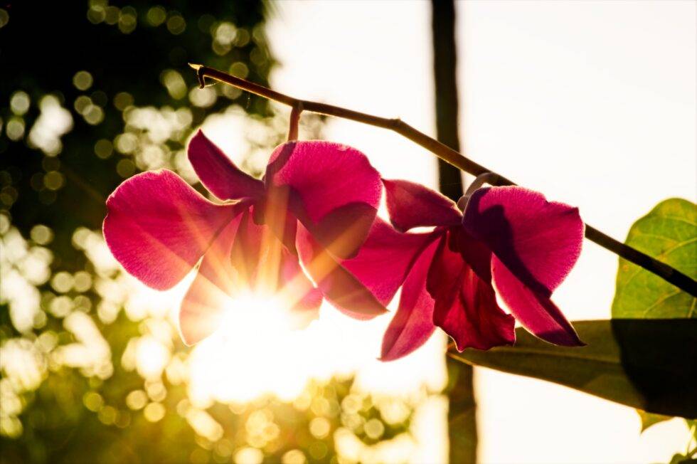 Thailand Ko Yao Noi Hotel Paradise Orchidee Sonnenaufgang