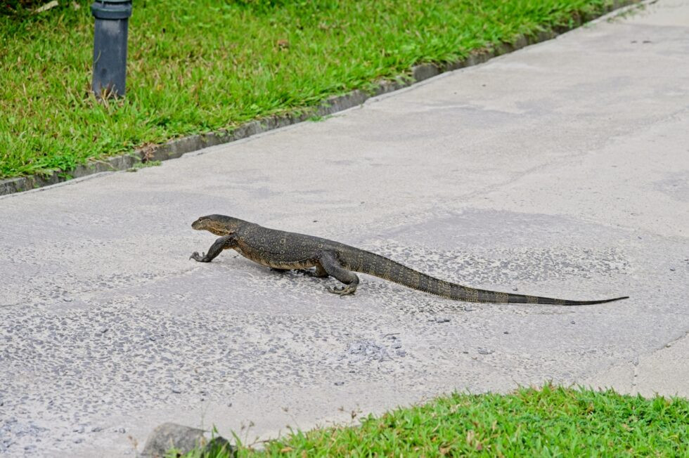Thailand Ko Yao Noi Hotel TreeHouse Villas Waran
