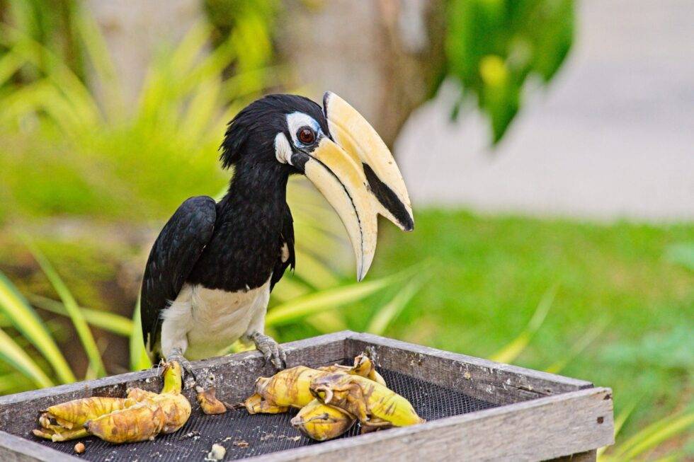 Thailand Ko Yao Noi Hotel TreeHouse Villas Nashornvögel