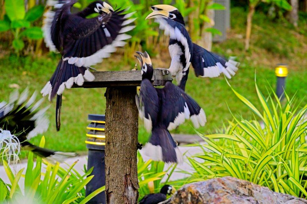 Thailand Ko Yao Noi Hotel TreeHouse Villas Nashornvögel