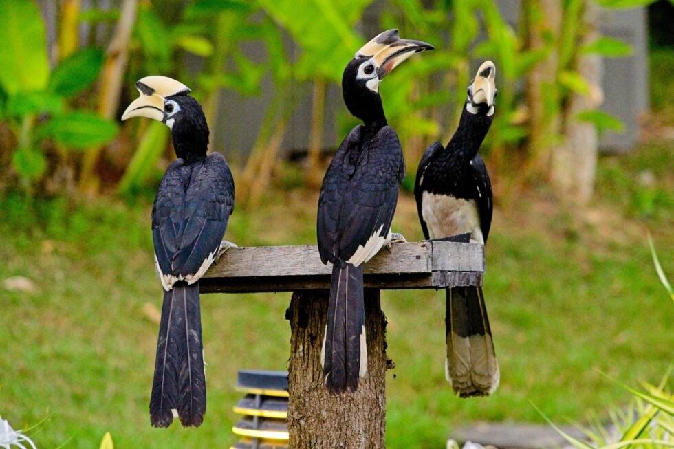 Thailand Ko Yao Noi Hotel TreeHouse Villas Nashornvögel