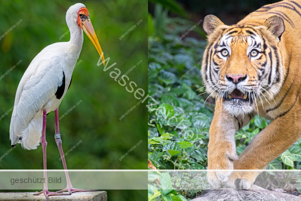SG Singapur Mandai Wildreservat Mandai Zoo Bird Paradise Singapur
