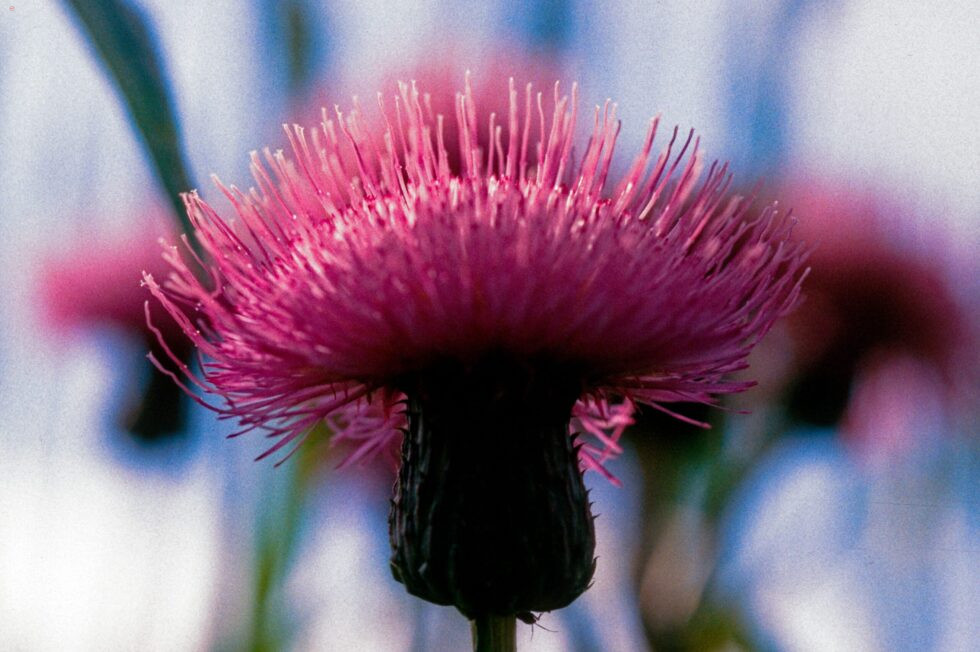 Finnland Länsi-Teisko Pflanzen Blumen