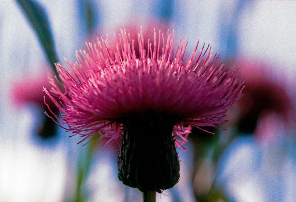 Finnland Länsi-Teisko Pflanzen Blumen