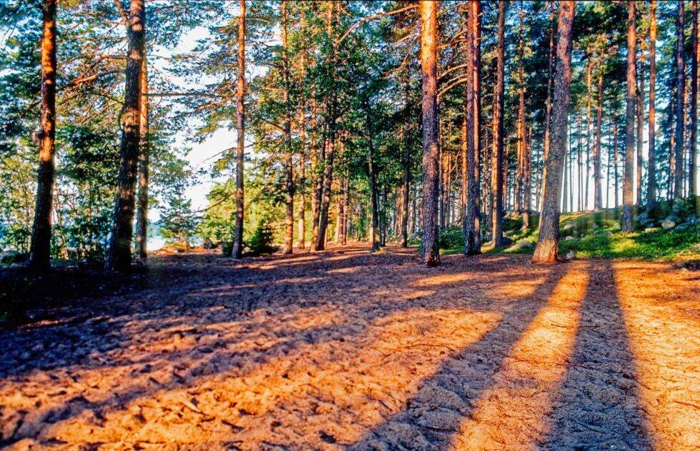Finnland Länsi-Teisko Wald Sandstrand