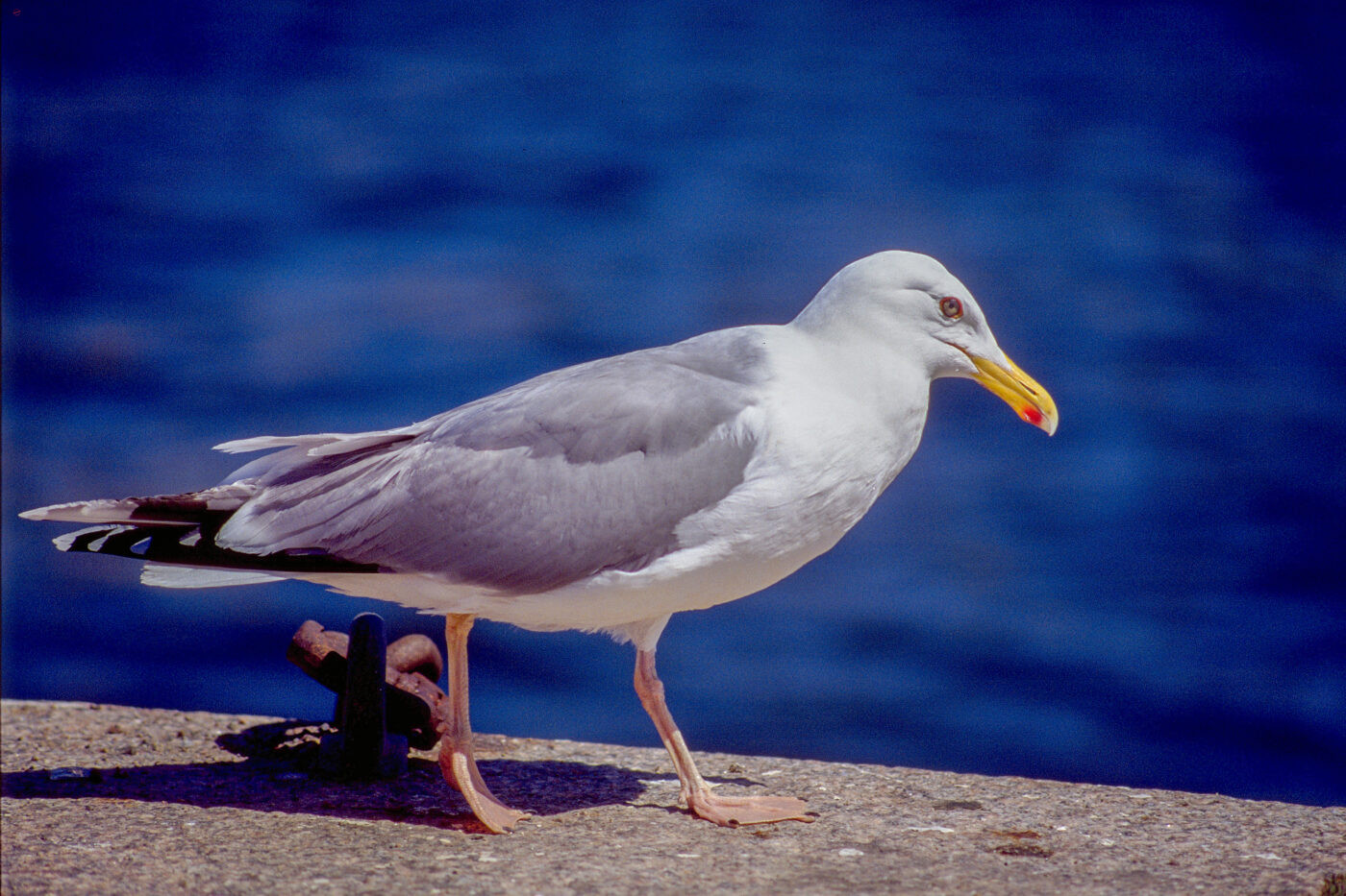 Schweden Stockholm alter Hafen Möve