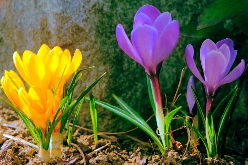 Schweiz Aargau Boniswil Krokus gelb lila