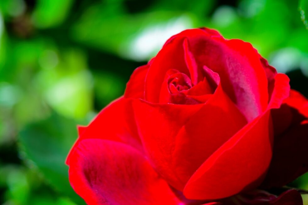 Deutschland Baden-Würtemberg Insel Mainau Rose rot