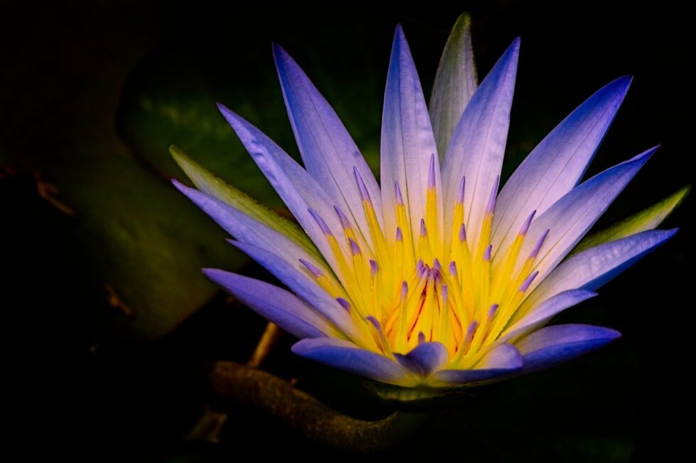 Spanien Teneriffa Puerto Botanischer Garten Blumen Seerose blau gelb