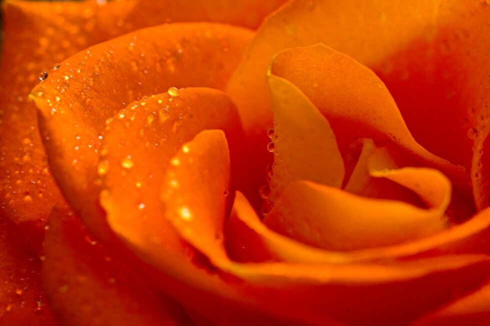 Schweiz Schaffhausen Wisshüslipark Blume Rose Tautropfen