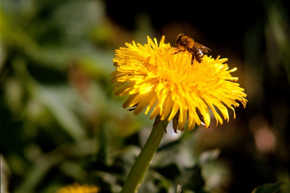 Schweiz Schaffhausen Engeweiher Blumen Löwenzahn Biene